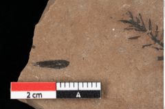 Foto (Detailansicht) von Glyptostrobus ungeri Heer (NHMW-GEO-2024-0188-0187)